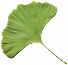 Ginko-Blatt